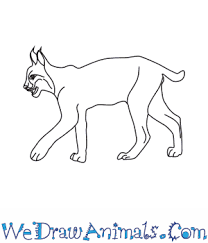 Maybe you would like to learn more about one of these? How To Draw An Iberian Lynx
