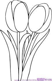 Image Result For Tulip Flower Drawing Sketch Tulip Drawing Flower Coloring Pages Tulip Colors
