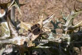 Image result for Argemone