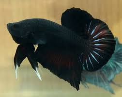 Plakat Betta Fish Thread Super Black Halfmoon Plakat Betta Free Shipping In 2020 With Images Betta Fish Betta Betta Fish Tank