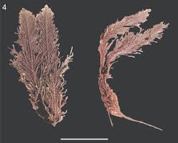 Image result for Microcoelia corallina