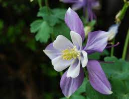 Growing Columbine Thriftyfun