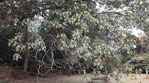 Image result for Macaranga capensis