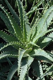 Image result for Aloe