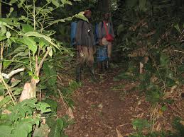 Image result for Congolanthus longidens