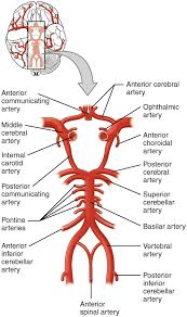 The two major blood vessels of an earthworm are the ventral blood vessel which leads to the blood on the the posterior end, and the dorsal blood vessel which leads the blood to if the clot lodged in a major blood vessel, it might block out bloodflow and cause a stroke, heart attack, or similar problem. Circulation And The Central Nervous System Anatomy And Physiology I