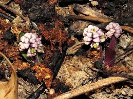 Image result for Asparagus migeodii