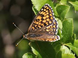 Image result for Melitaea cinxia