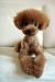Miniature Poodle Short Hair