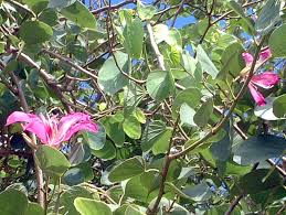Image result for Bauhinia variegata