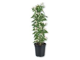 Garden Jasmine Lidl Ireland Lidl Garden Plants