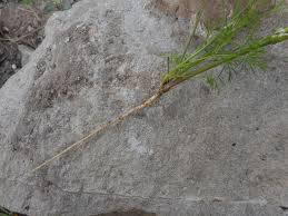 Image result for Apium leptophyllum