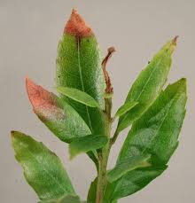 Maybe you would like to learn more about one of these? California Wax Myrtle Morella Californica Leaf Blight Pacific Northwest Pest Management Handbooks