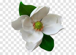 Southern Magnolia Family Flower Delavayi Clip Art Drawing Transparent Png 900 x 660 jpeg 65 кб. southern magnolia family flower