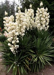 Yucca Gloriosa Gloriosa Yucca Tuin Tuin Ideeen Planten