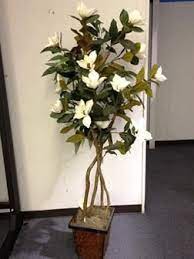 Walmart.com has been visited by 1m+ users in the past month Magnolia Tree 6 Ivory Indoor Plants Indoor Plants Magnolia Trees Plants