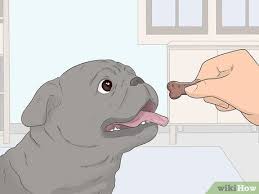 Essentially, you teach your dog to ring a bell (attached to a strip or string near the door) whenever she needs to go outside to potty. How To House Train Your Dog With Pictures Wikihow