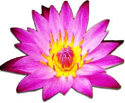 Image result for Nymphaea divaricata