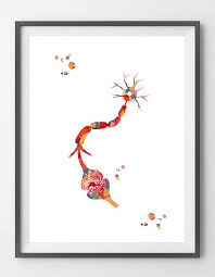 Neuron And Receptor Watercolor Print Brain Synapse Neurotransmitter Connection Poster Human Receptor Anatomy Medical Art Ne Neurology Art Medical Art Brain Art