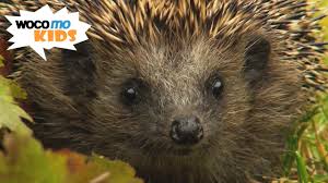 Ich habe gelesen, dass igel dann in den winterschlaf gehen, wenn kein nahrungsangebot mehr vorhanden ist. Ein Schlafplatz Fur Den Igel Vorbereitung Fur Den Winterschlaf Der Gartenbewohner Youtube