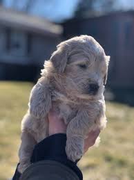 Goldendoodle breeder in oklahoma, texas, arkansas, kansas and missouri. Olaf Male Goldendoodle Puppy For Sale In Elburn Illinois Vip Puppies Goldendoodle Puppy Goldendoodle Puppy For Sale Puppies