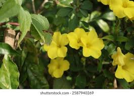 Image result for Reinwardtia indica