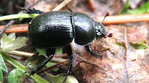 Жук навозник обыкновенный, Dung Beetle - YouTube