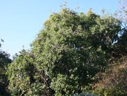 Image result for Schrebera trichoclada