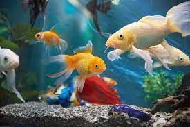 Walmart.com has been visited by 1m+ users in the past month Top 10 Aquatic Pet Shops In Singapore Tallypress
