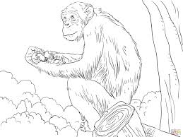 Common Chimpanzee Super Coloring Animal Coloring Pages Coloring Pages Monkey Coloring Pages