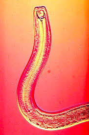 Image result for Monotes elegans