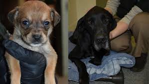 We are headquartered in north carolina, in a pet supply store that is owned with the rescue. More Than 60 Neglected Dogs As Well As Livestock And Other Anima Wcnc Com