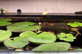 Image result for Nymphoides brevipedicellata