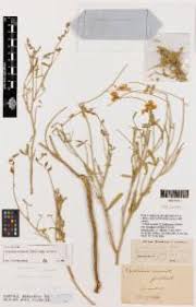 Image result for Crotalaria filicaulis