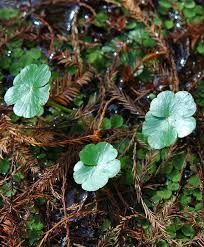Image result for Hydrocotyle ranunculoides
