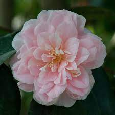 Camellia Japonica Incarnata Alan Buckingham Camellia Japonica Flowers