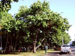 Image result for Calophyllum
