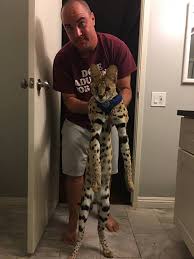 The serval is sometimes called the cat of spare parts because of it's unusual appearance: Hardeeville Pet Owners Search For Missing African Serval Cat