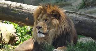 der walter zoo wird bald sehr seltene lowen beherbergen berberlowen gelten in der freien wildbahn als vom mensch ausgerottet lowe berber zoo