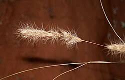 Image result for Aristida barbicollis