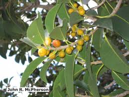 Image result for Ficus pygmaea