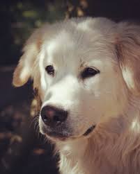 Sarah Keiser (@wildoathollow) • Instagram photos and videos