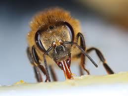Image result for Queen bee