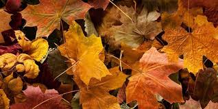 Are leaves good for your garden. Uses For Fallen Leaves Top Tips Flymo