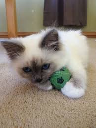 Birman Kittens For Sale Usa Jesper The Birman Kitten Adorable Birman Kittens Best Cat Breeds Birman Cat