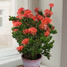 Image result for Ixora laurentii