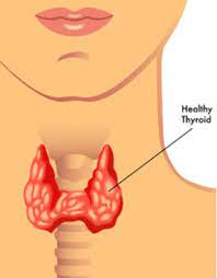 Thyroid Gland Overview: What To Know About This Endocrine-Hormone  Powerhouse.