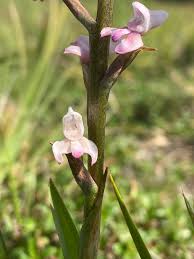 Image result for Disa aconitoides