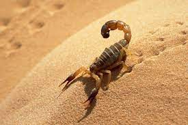 Safari Ltd Blog Scorpions Biome Survivalists Desert Scorpion Desert Animals Deadly Animals