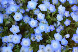 This is a list of u.s. Official State Flowers Ranked List Of State Flowers